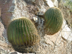 Ferocactus histrix