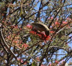 Combretum microphyllum