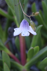 Conanthera
