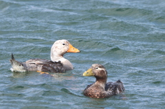 Tachyeres brachypterus