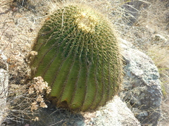 Ferocactus histrix