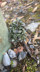 Obolaria virginica