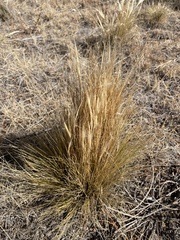 Pappostipa