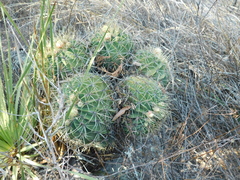 Ferocactus histrix
