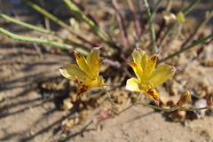 Alstroemeria diluta chrysantha