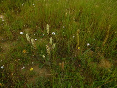 Echiostachys incanus