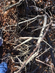 Forestiera pubescens