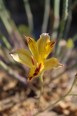 Alstroemeria diluta chrysantha