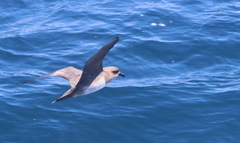 Pterodroma incerta