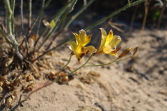 Alstroemeria diluta chrysantha