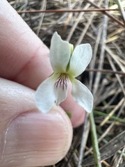Viola vittata