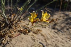 Alstroemeria diluta chrysantha