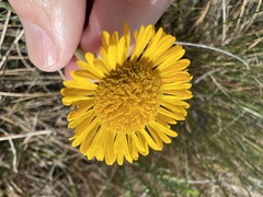 Helenium pinnatifidum
