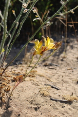 Alstroemeria diluta chrysantha
