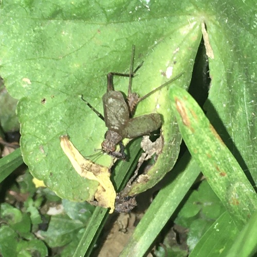 Lerneca inalata