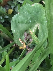 Lerneca inalata