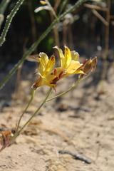 Alstroemeria diluta chrysantha