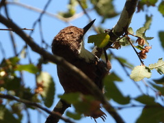 Pygarrhichas albogularis