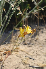 Alstroemeria diluta chrysantha