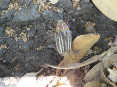 Polyphylla decemlineata