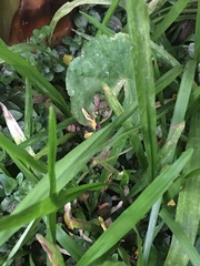 Lerneca inalata