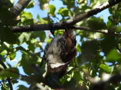 Pygarrhichas albogularis