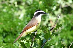 Pitangus sulphuratus