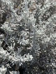 Senecio patagonicus