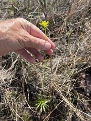 Polygala cymosa