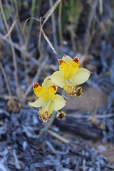 Alstroemeria diluta chrysantha