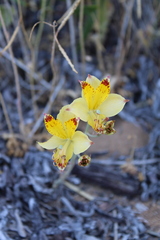 Alstroemeria diluta chrysantha