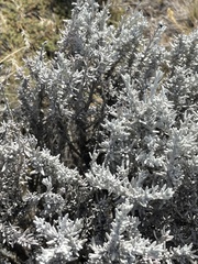 Senecio patagonicus