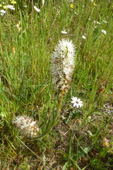 Echiostachys incanus