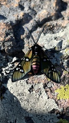 Chrysocale principalis