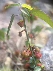 Ayenia compacta