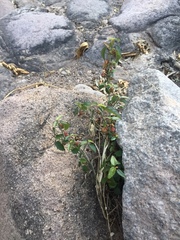 Ayenia compacta