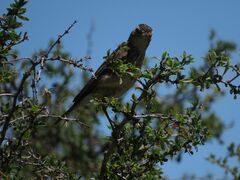 Hymenops perspicillatus