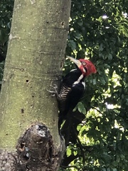 Campephilus melanoleucos