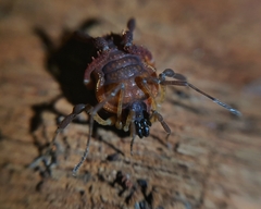 Metagyndes pulchella