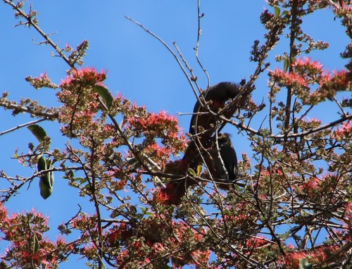 Image of Flame-Creeper (Combretum microphyllum) by (c) Tony Rebelo, some rights reserved (CC BY-SA)