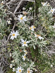 Chiliotrichum diffusum