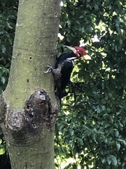 Campephilus melanoleucos