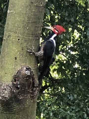 Campephilus melanoleucos