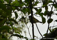 Leiothlypis peregrina