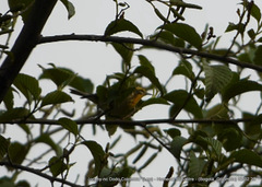 Setophaga fusca