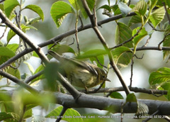 Setophaga fusca
