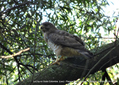 Buteo platypterus