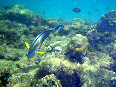 Acanthurus sohal