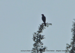 Rupornis magnirostris