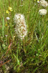 Echiostachys incanus